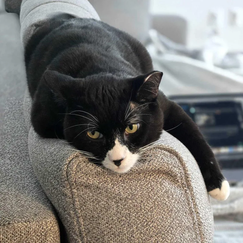 Cookie Coquito thumbnail 5