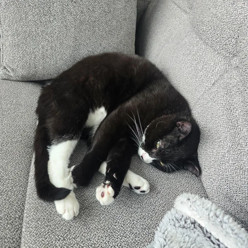 Cookie Coquito thumbnail 6