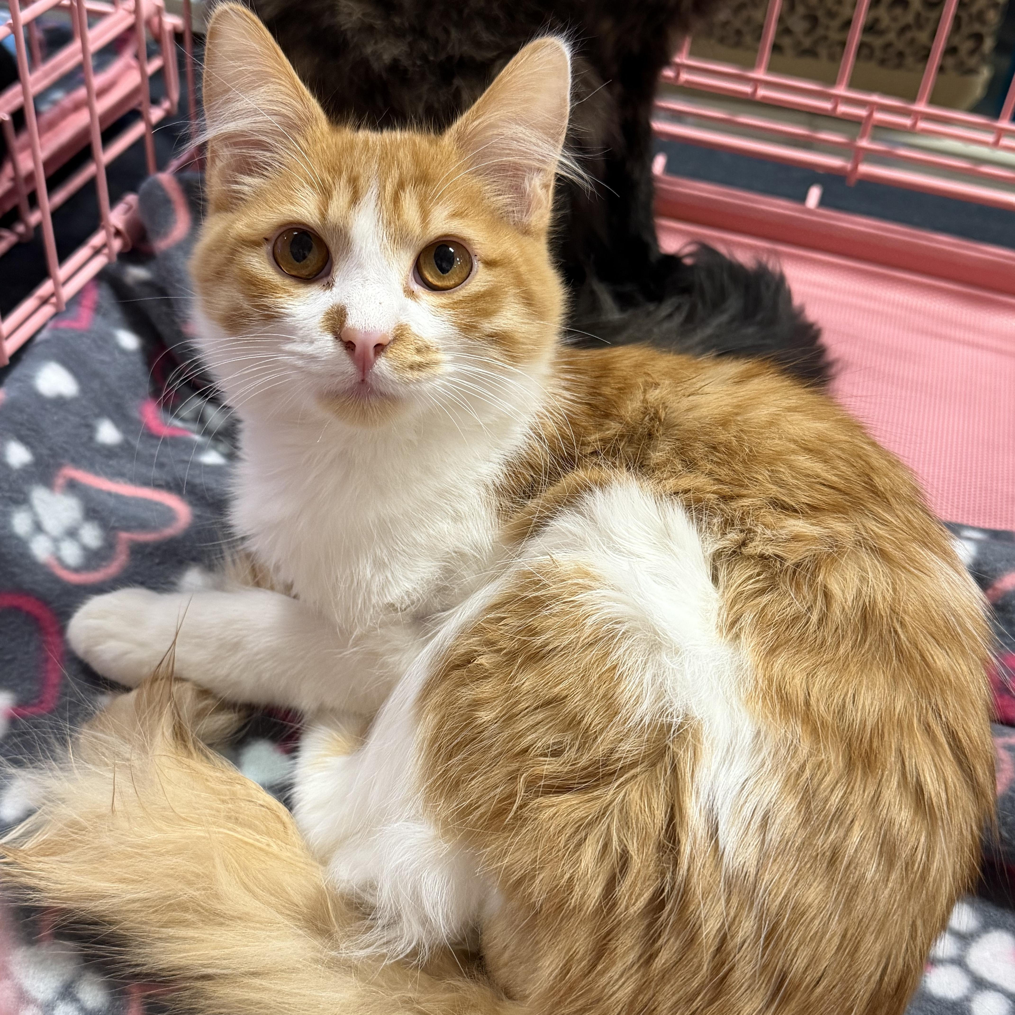 Julie’s Org Fluff thumbnail 2