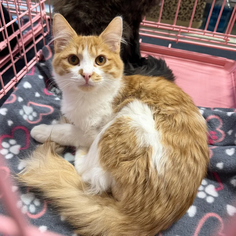 Julie’s Org Fluff thumbnail 4