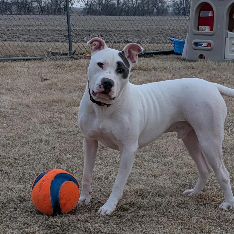 Elmer Fudd thumbnail 2