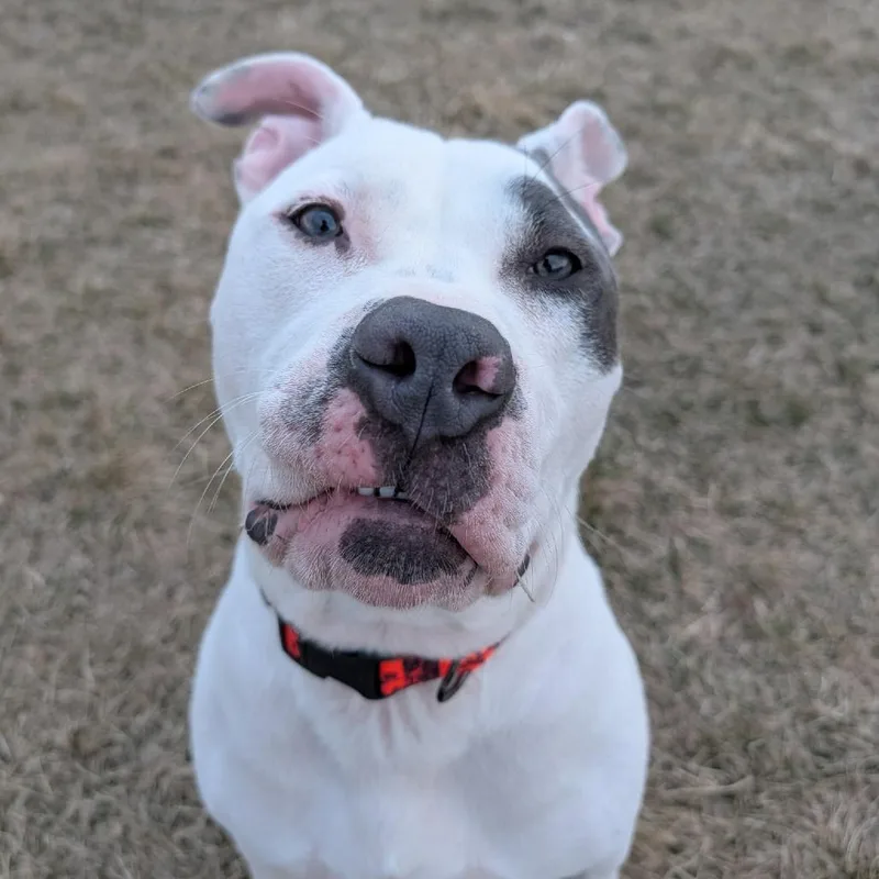 Elmer Fudd thumbnail 3