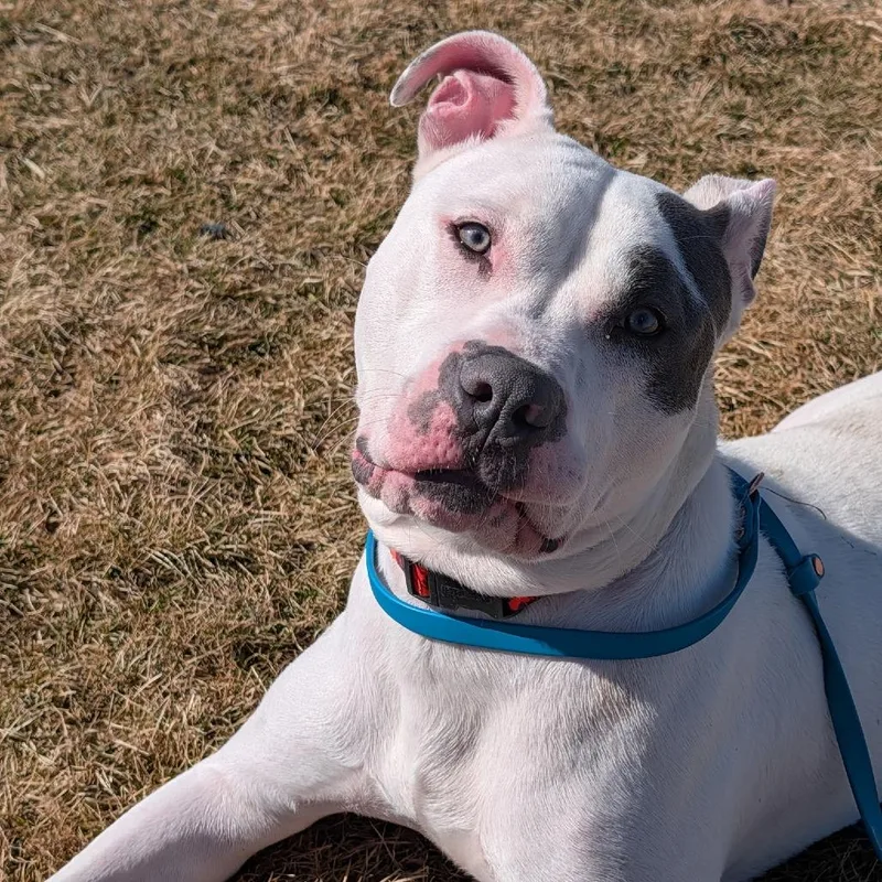 Elmer Fudd thumbnail 4