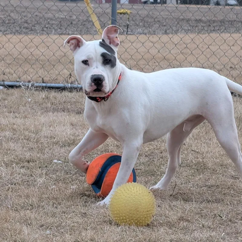 Elmer Fudd thumbnail 5