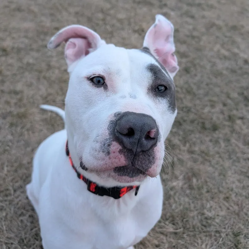 Elmer Fudd thumbnail 6