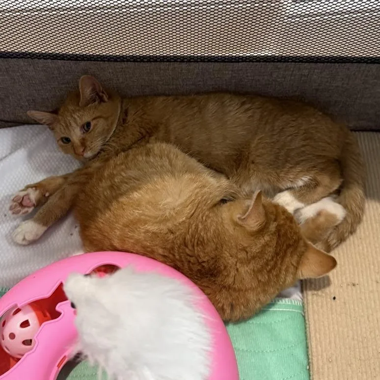A young small-sized female Orange / Red Domestic Short Hair cat named Cassie for adoption in Brooklyn, NY