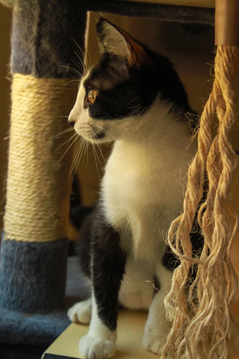 Josephine thumbnail 2