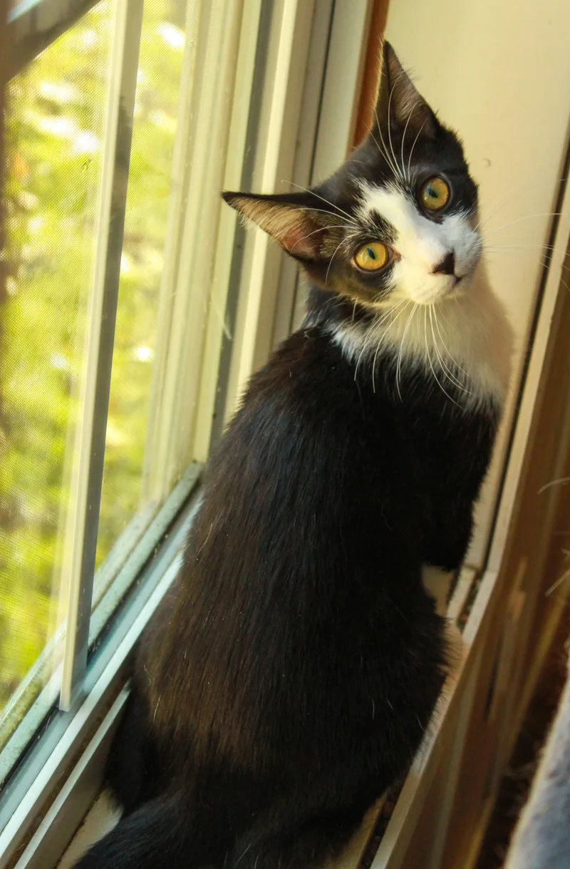 Josephine thumbnail 3