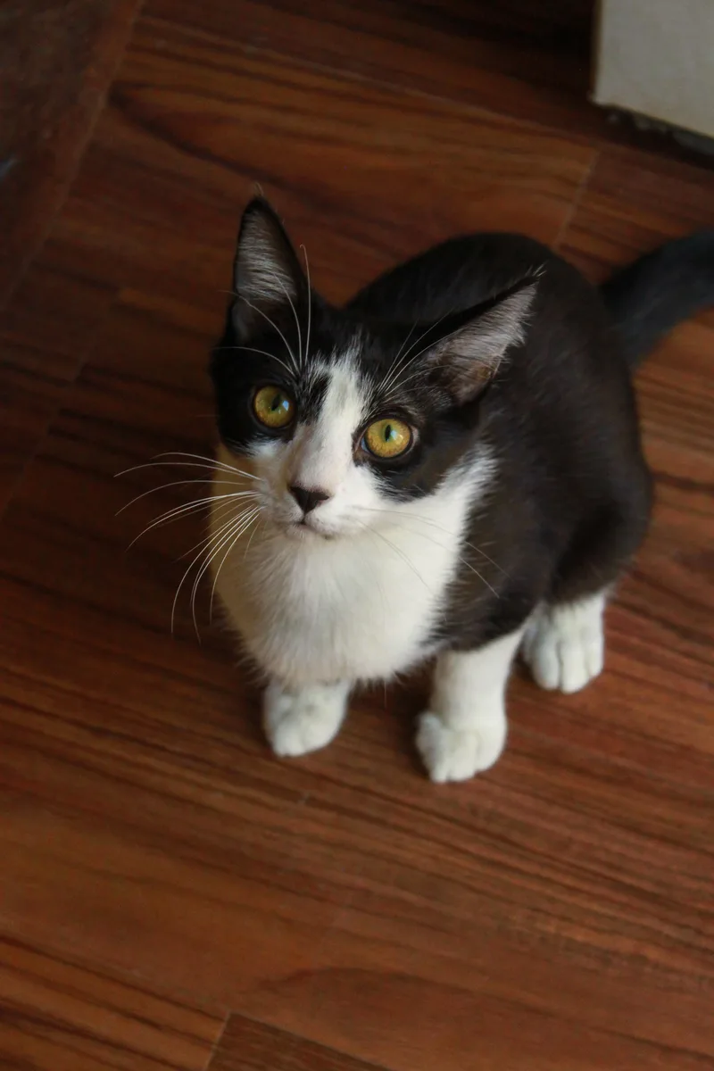 Josephine thumbnail 4