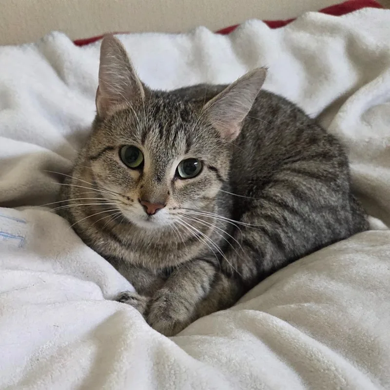 Oatmeal Cream Pie thumbnail 2