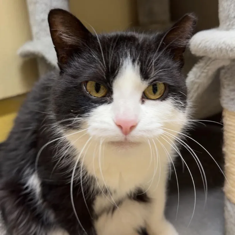 Lil Boo Thang thumbnail 2