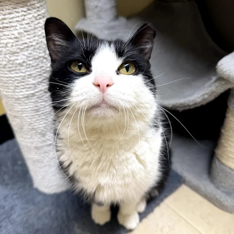 Lil Boo Thang thumbnail 3