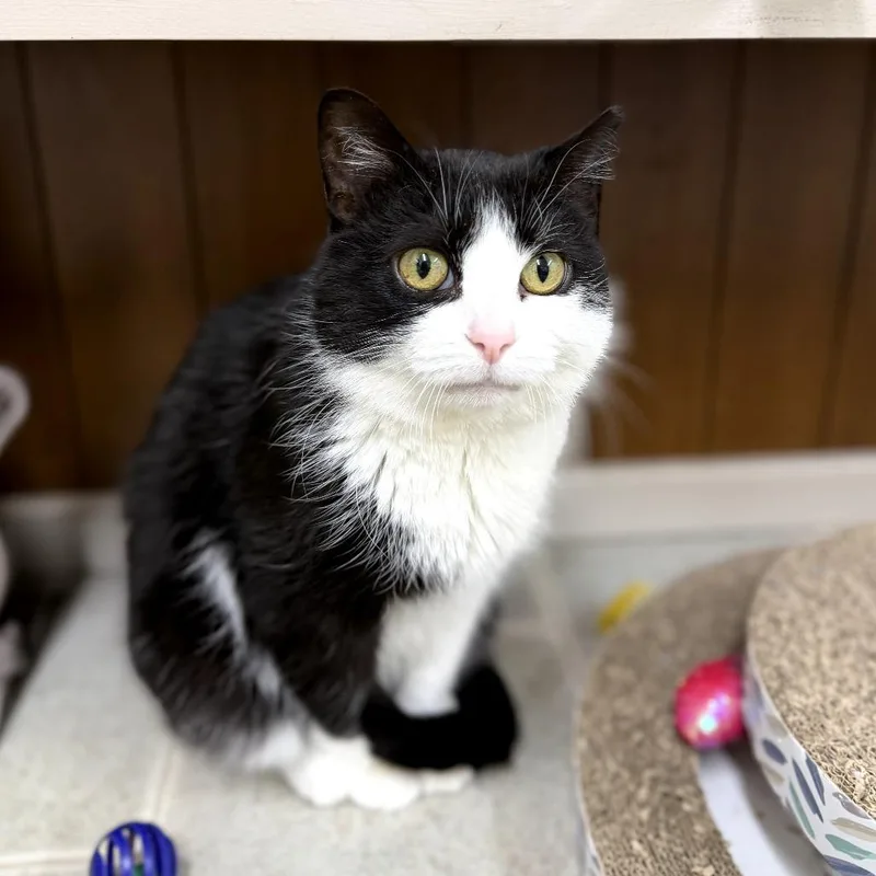 Lil Boo Thang thumbnail 4