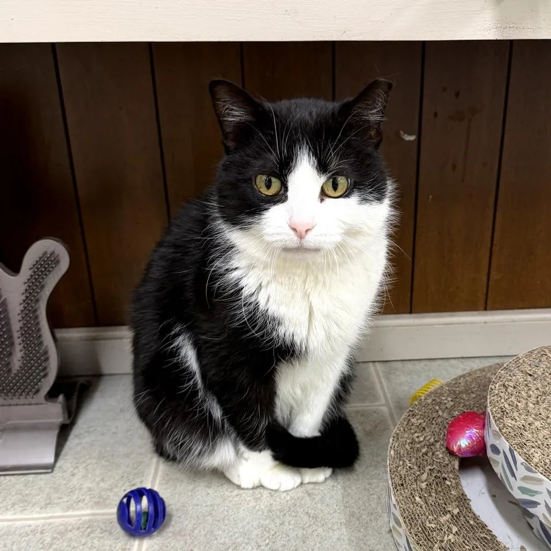 Lil Boo Thang thumbnail 5