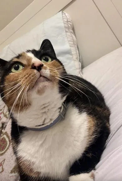 Meow Meow thumbnail 2