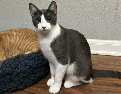 Pumpkin Spice thumbnail 2