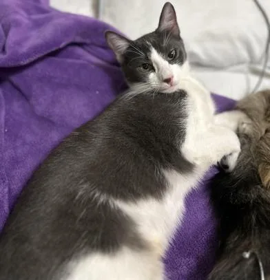 Pumpkin Spice thumbnail 3