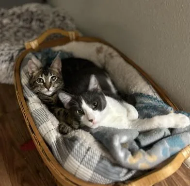 Pumpkin Spice thumbnail 4