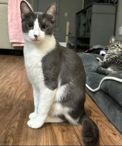 Pumpkin Spice thumbnail 5