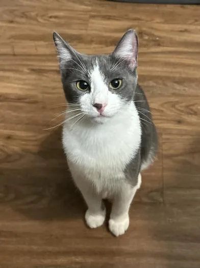 Pumpkin Spice thumbnail 6