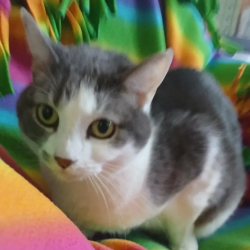 Lil Miss thumbnail 2