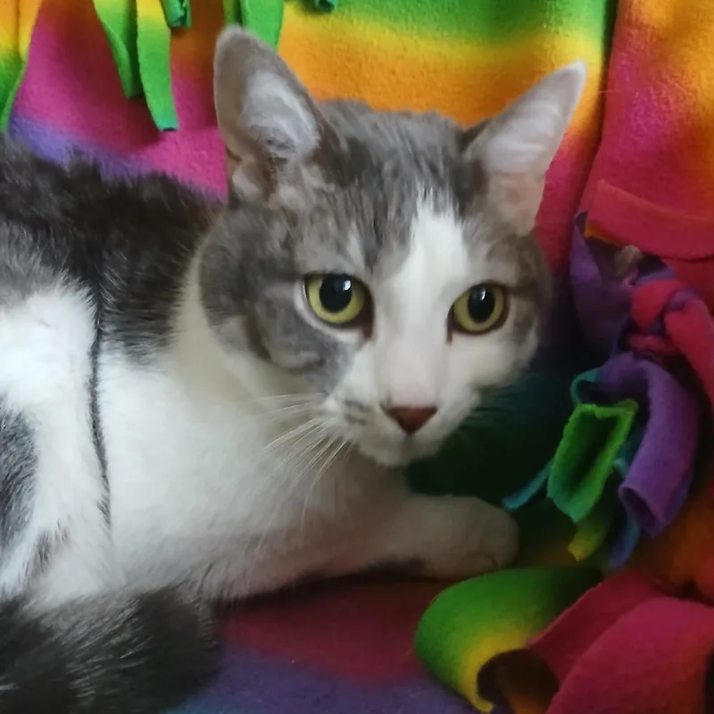 Lil Miss thumbnail 3