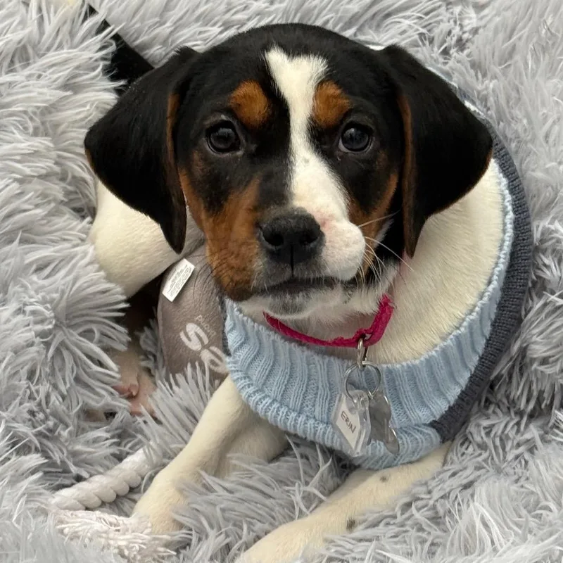 Dublin Pup: Erin thumbnail 2