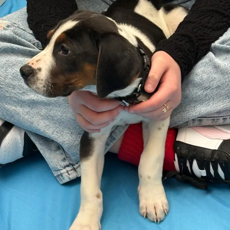 Dublin Pup: Shamrock