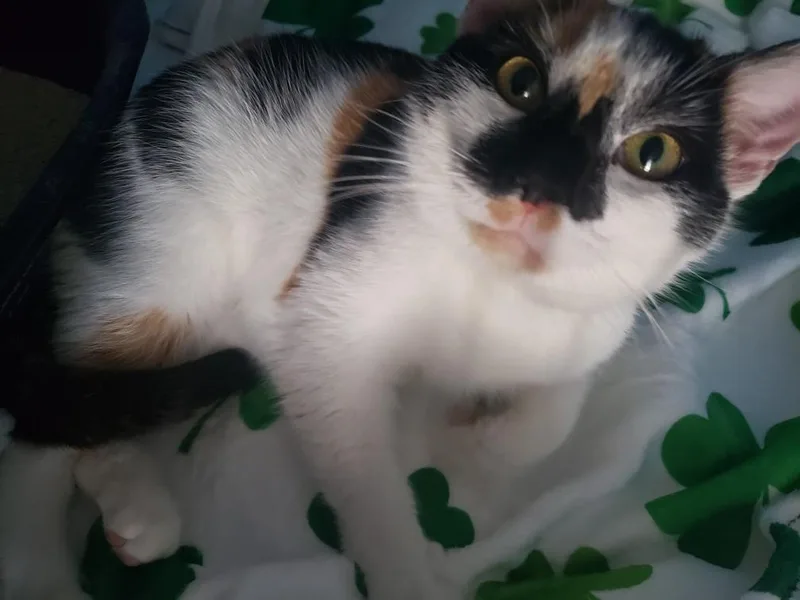 Buttercup thumbnail 2