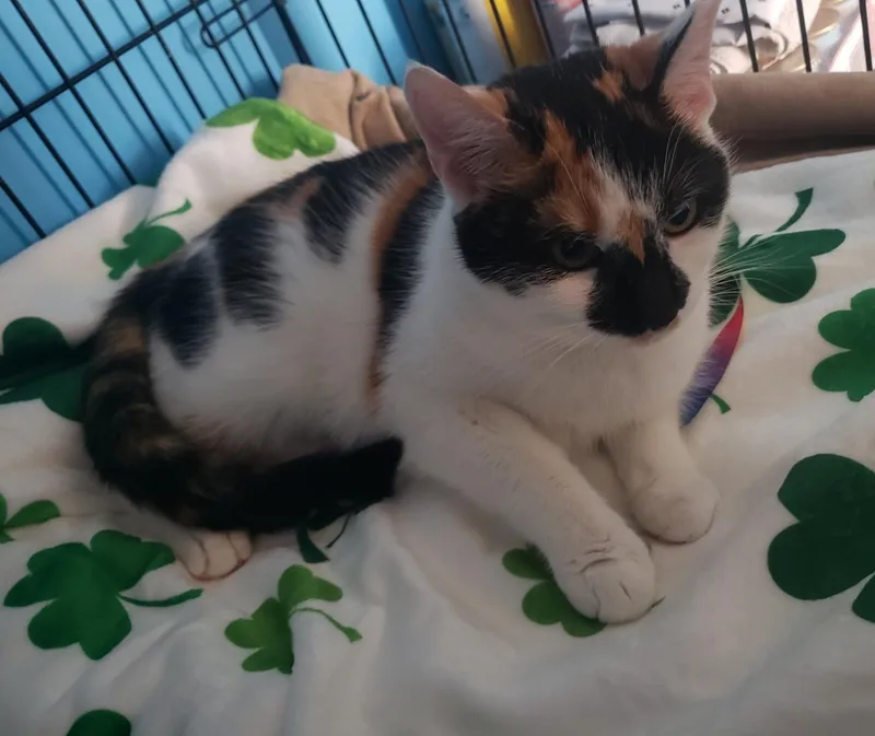 Buttercup thumbnail 3