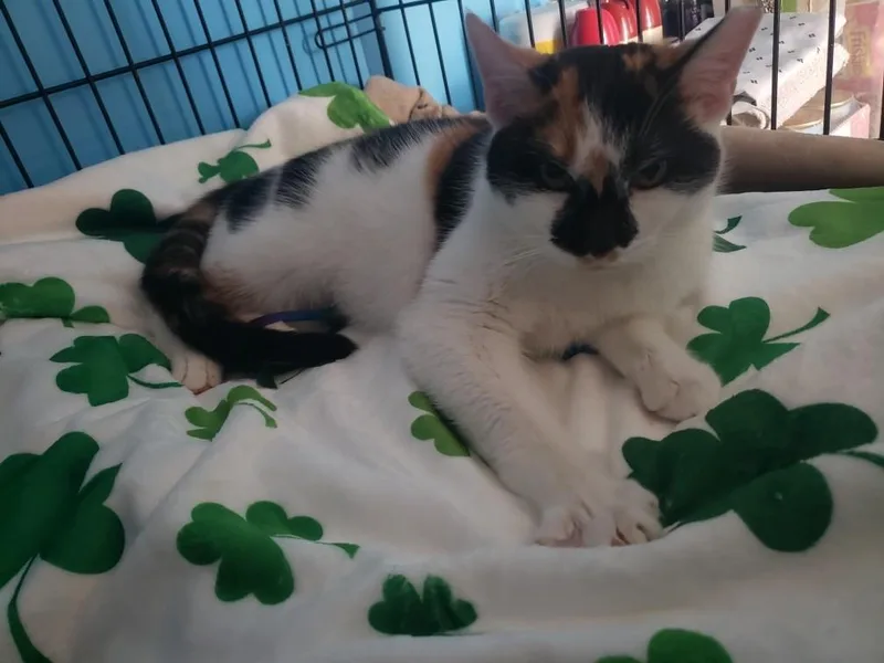 Buttercup thumbnail 4