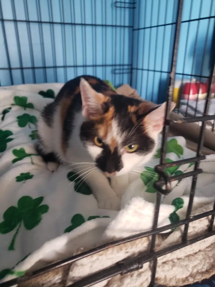 Buttercup thumbnail 5