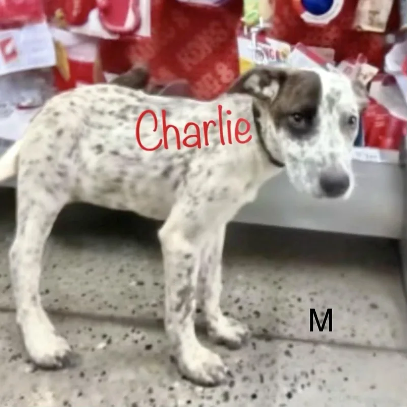 Charlie