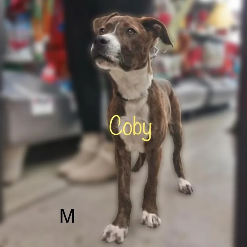 Coby