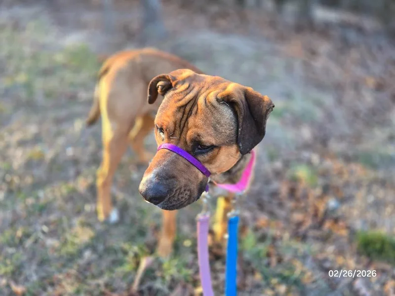 Scoobydoo thumbnail 3