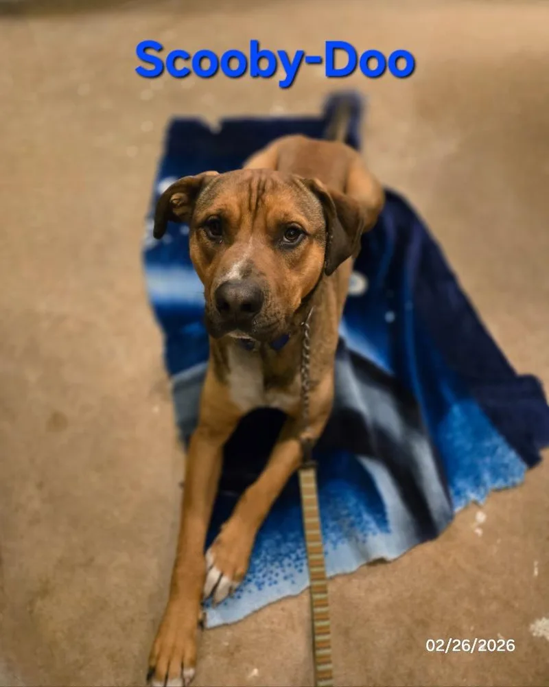 Scoobydoo thumbnail 5