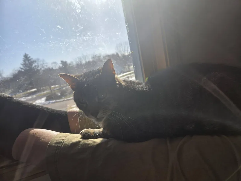 Slinky Only Pet  thumbnail 2