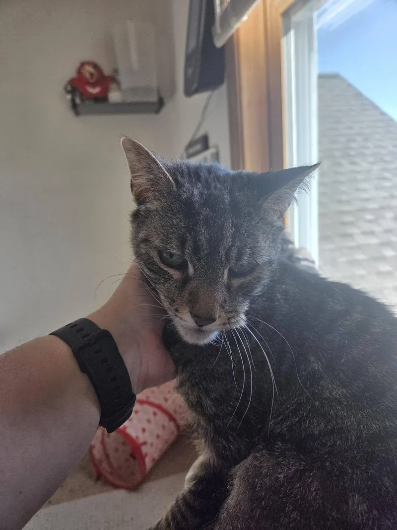 Slinky Only Pet  thumbnail 3