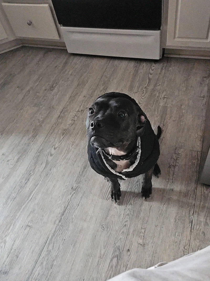 Boomer Courtesy thumbnail 2