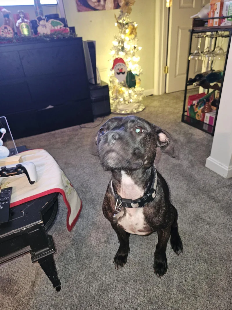 Boomer Courtesy thumbnail 3