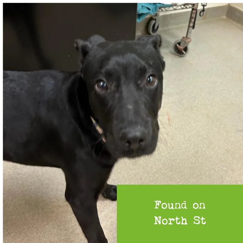 Grey Wind thumbnail 2