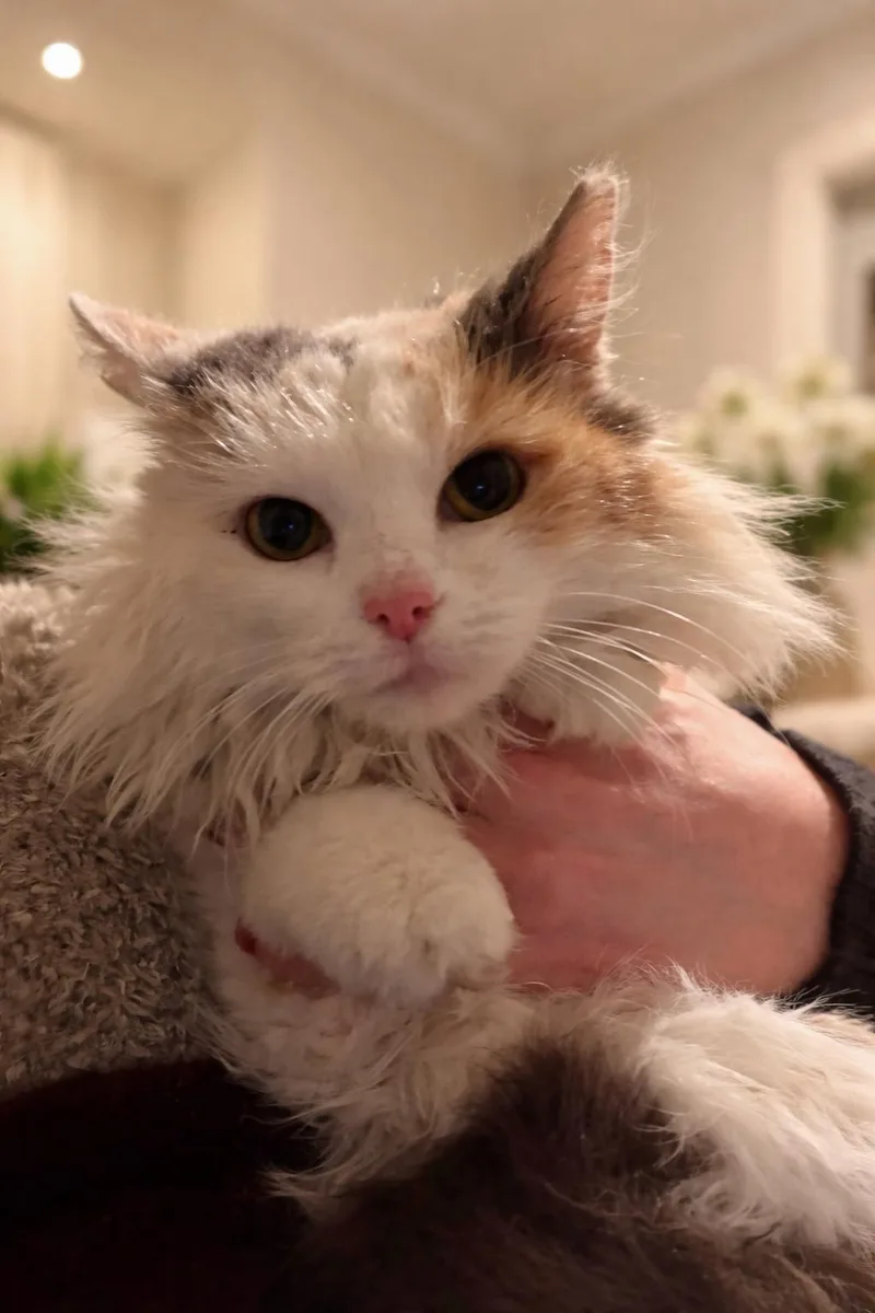 Calypso And Cleopatra thumbnail 3