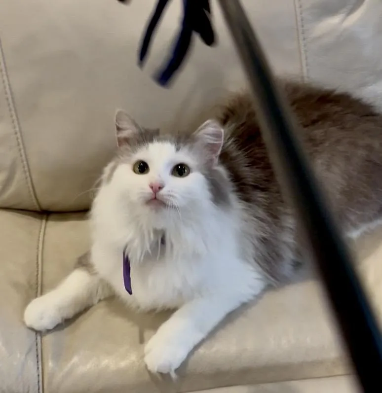 Calypso And Cleopatra thumbnail 4