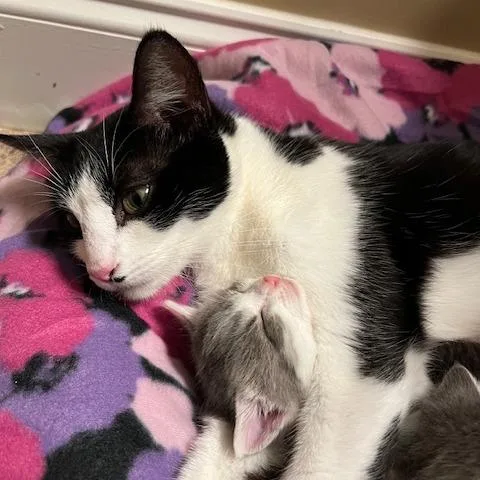 Charlotte thumbnail 2