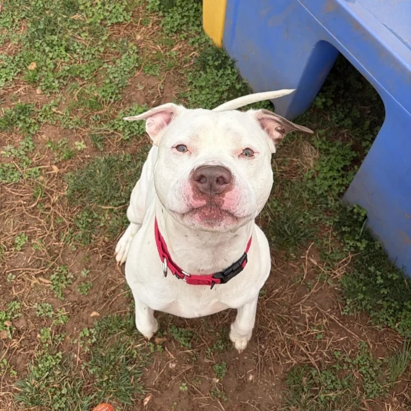 Marshall thumbnail 3