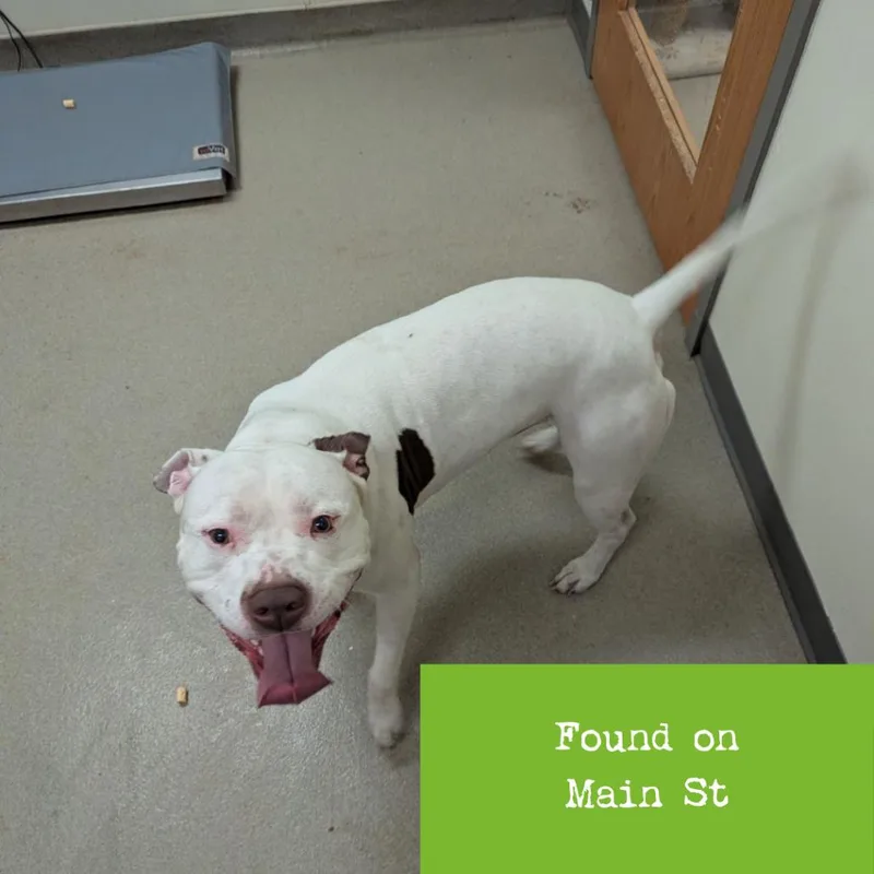 Marshall thumbnail 4