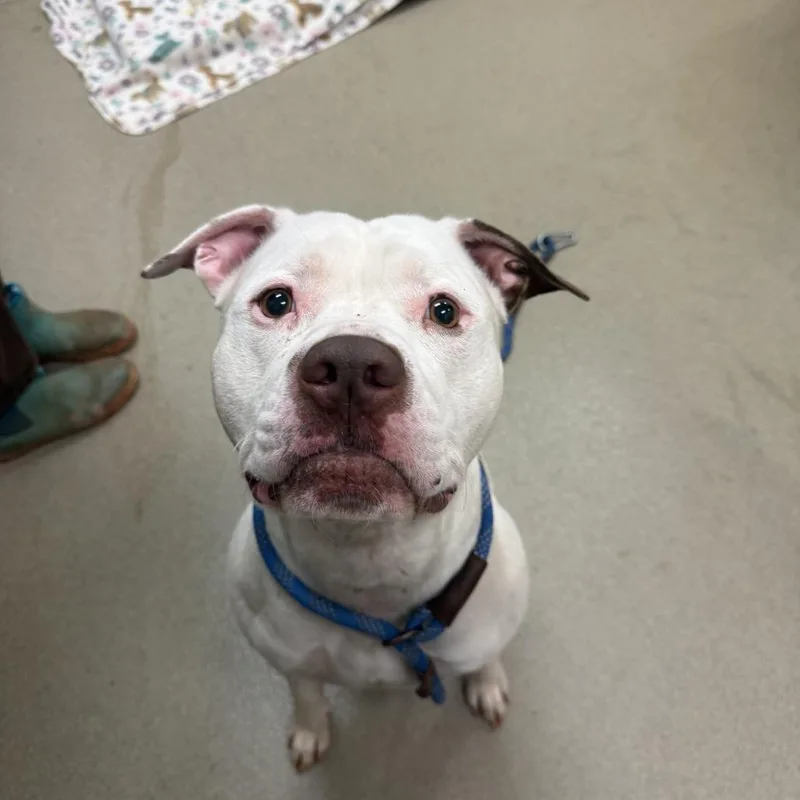 Marshall thumbnail 5