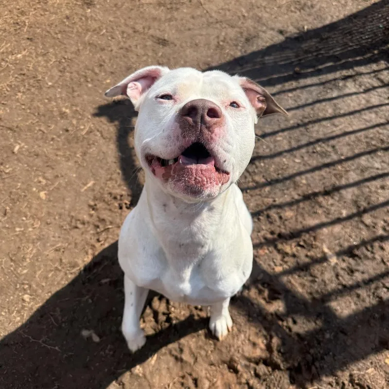 Marshall thumbnail 6