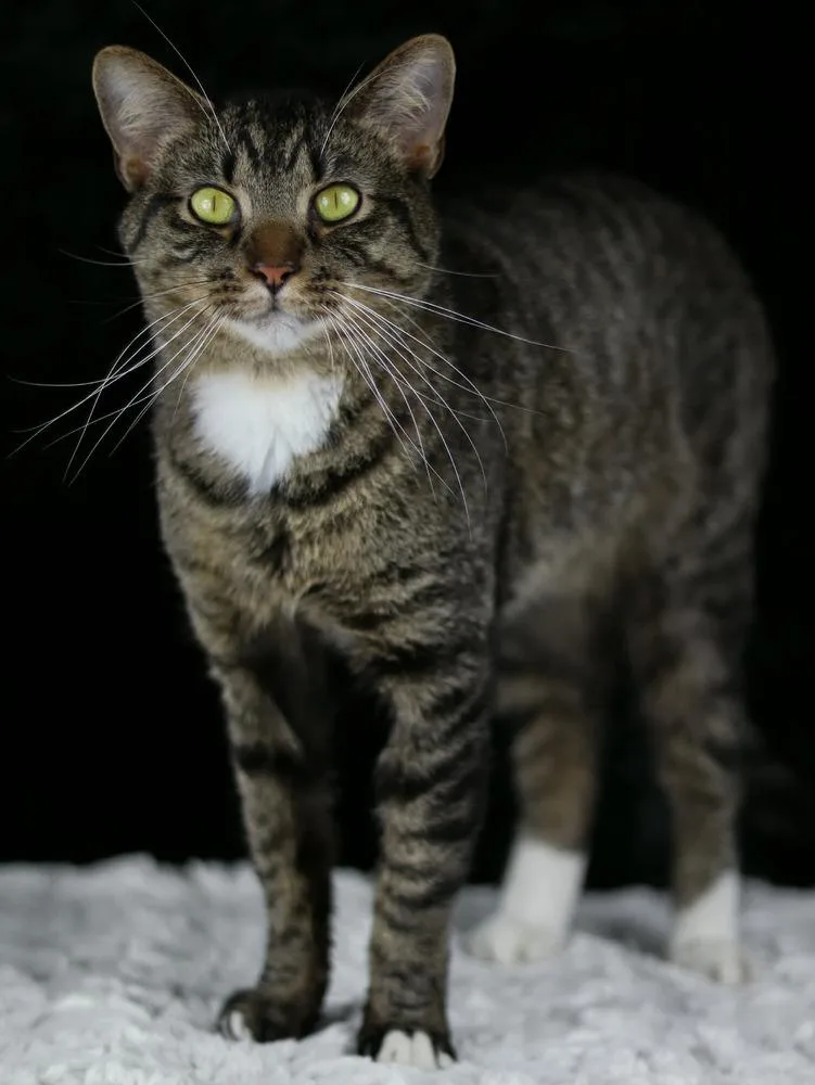 Odysseus thumbnail 2