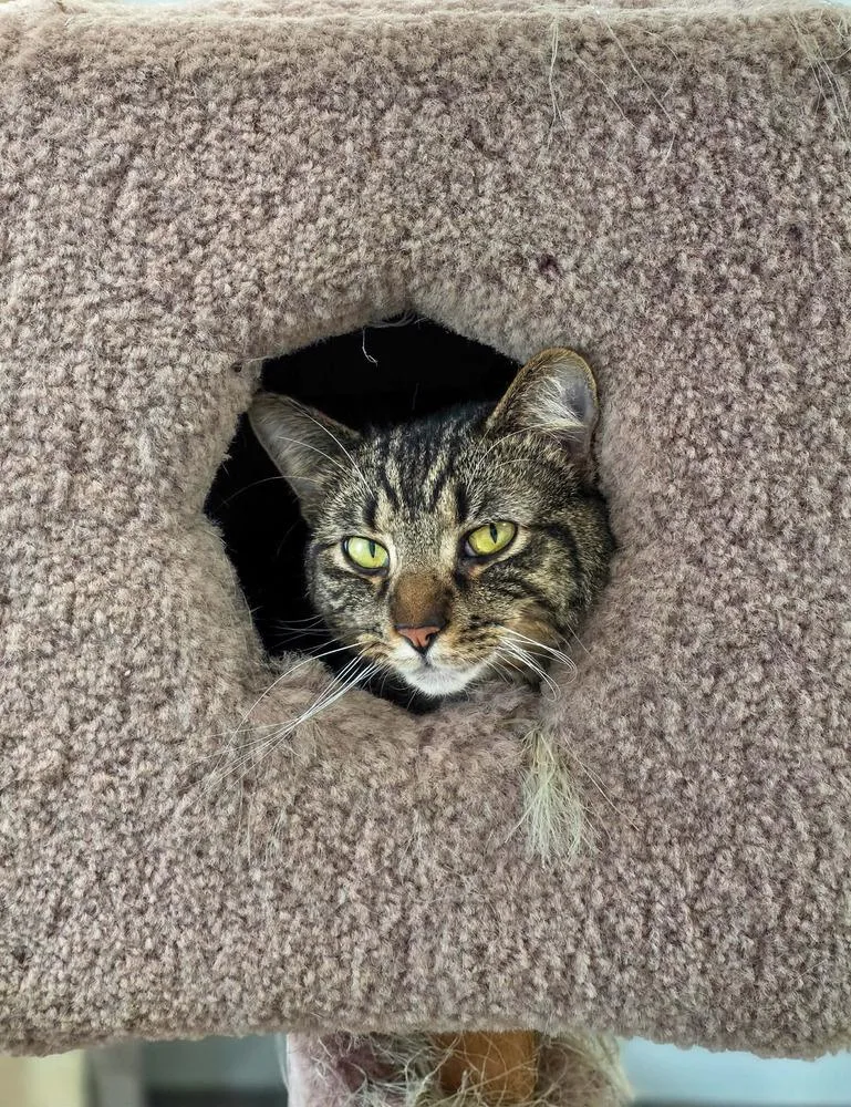 Odysseus thumbnail 3